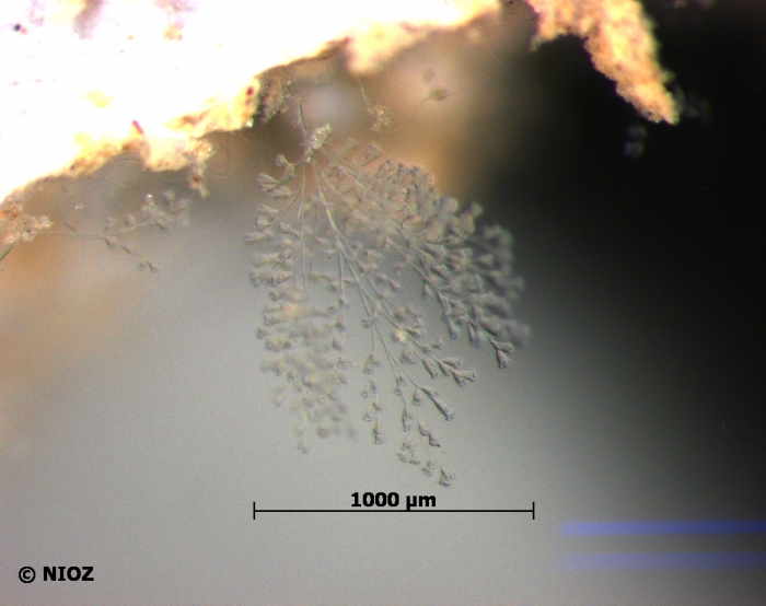 cf. Carchesium polypinum (Linné) cf. Carchesium polypinum (Linné)