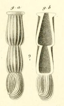 Articulina nitida d'Orbigny in Gurin-Mneville, 1832