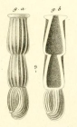 Articulina nitida d'Orbigny in Guin-Meville, 1832