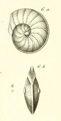 Nummulina discoidalis d'Orbigny in Guérin-Méneville, 1832 Nummulina discoidalis d'Orbigny in Guérin-Méneville, 1832