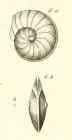Nummulina discoidalis d'Orbigny in Guérin-Méneville, 1832