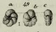 Anomalina elegans d'Orbigny in Geinitz, 1846