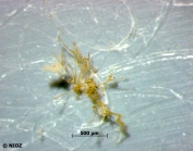 Bacillaria paxillifera (O.F. Mler.) Hendey, 1951 