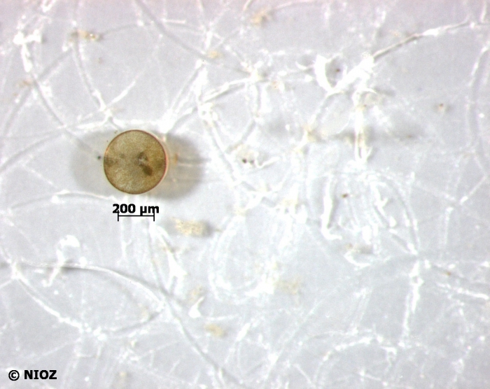 Coscinodiscus wailesii Gran & Angst, 1931 