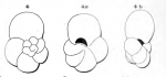 Globigerina fragilis d'Orbigny, 1852