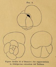 Globigerina rotundata d'Orbigny in Fornasini, 1898 Globigerina rotundata d'Orbigny in Fornasini, 1898