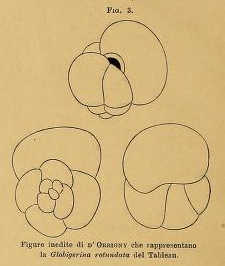 Globigerina rotundata d'Orbigny in Fornasini, 1898