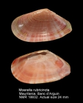 Moerella rubicincta