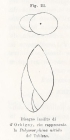 Guttulina nitida d'Orbigny, 1850 