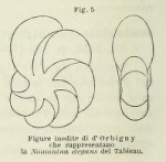 Nonionina elegans d'Orbigny in Fornasini, 1899