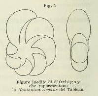 Nonionina elegans d'Orbigny in Fornasini, 1899