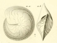 Amphistegina lessonii d'Orbigny in Guérin-Méneville, 1832