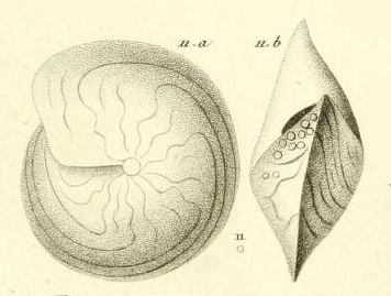 Amphistegina lessonii d'Orbigny in Gu�rin-M�neville, 1832