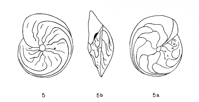 Amphistegina madagascariensis d'Orbigny in Fornasini, 1903 