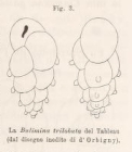 Bulimina trilobata d'Orbigny, 1826