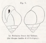 Bulimina brevis d'Orbigny in Fornasini, 1902