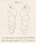 Bulimina elongata d'Orbigny, 1846