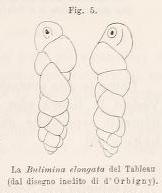 Bulimina elongata d'Orbigny, 1846
