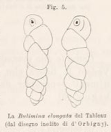 Bulimina elongata d'Orbigny, 1846 Bulimina elongata d'Orbigny, 1846
