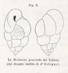 Bulimina punctata d'Orbigny in Fornasini, 1902
