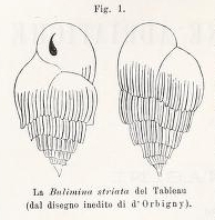 Bulimina striata d'Orbigny in Gurin-Mneville, 1832