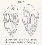 Bulimina sulcata d'Orbigny in Fornasini, 1902