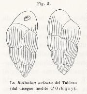 Bulimina sulcata d'Orbigny in Fornasini, 1902