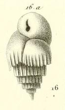 Bulimina striata d'Orbigny in Guérin-Méneville, 1832 Bulimina striata d'Orbigny in Guérin-Méneville, 1832