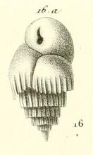 Bulimina striata d'Orbigny in Gu�rin-M�neville, 1832