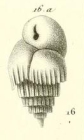 Bulimina striata d'Orbigny in Guin-Meville, 1832