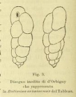Bulimina ariminensis d'Orbigny in Fornasini, 1901