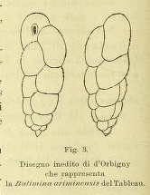 Bulimina ariminensis d'Orbigny in Fornasini, 1901 Bulimina ariminensis d'Orbigny in Fornasini, 1901