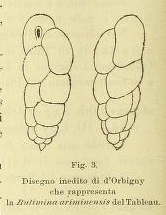 Bulimina ariminensis d'Orbigny in Fornasini, 1901