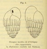 Bulimina costata d'Orbigny, 1852 