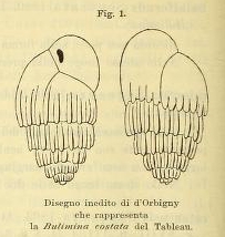 Bulimina costata d'Orbigny, 1852 