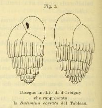 Bulimina costata d'Orbigny, 1852 Bulimina costata d'Orbigny, 1852