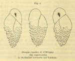 Bulimina echinata d'Orbigny, 1852