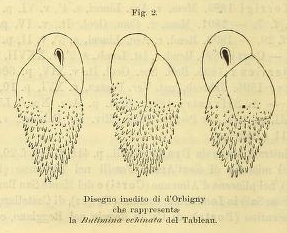 Bulimina echinata d'Orbigny, 1852