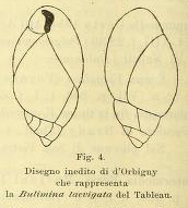 Bulimina laevigata d'Orbigny in Fornasini, 1901