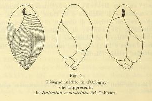 Bulimina semistriata d'Orbigny, 1852