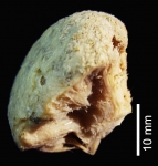 Cinachyrella anatriaenilla Holotype