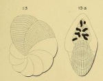 Dendritina rangi d'Orbigny in Fornasini, 1904