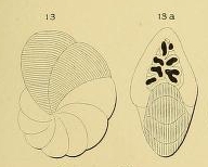 Dendritina rangi d'Orbigny in Fornasini, 1904 Dendritina rangi d'Orbigny in Fornasini, 1904