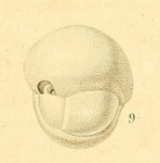 Sphaeroidina bulloides d'Orbigny in Deshayes, 1828