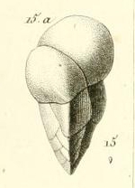 Valvulina triangularis d'Orbigny in Guérin-Méneville, 1832 Valvulina triangularis d'Orbigny in Guérin-Méneville, 1832