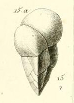Valvulina triangularis d'Orbigny in Gu�rin-M�neville, 1832