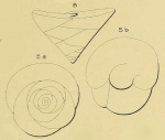 Chromista - Foraminifera (foraminifers)