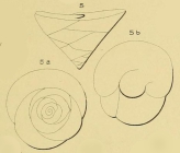 Valvulina ignota d'Orbigny, 1850