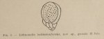 Lituonella buliminaeformis Allix, 1922 