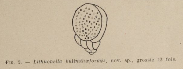 Lituonella buliminaeformis Allix, 1922 